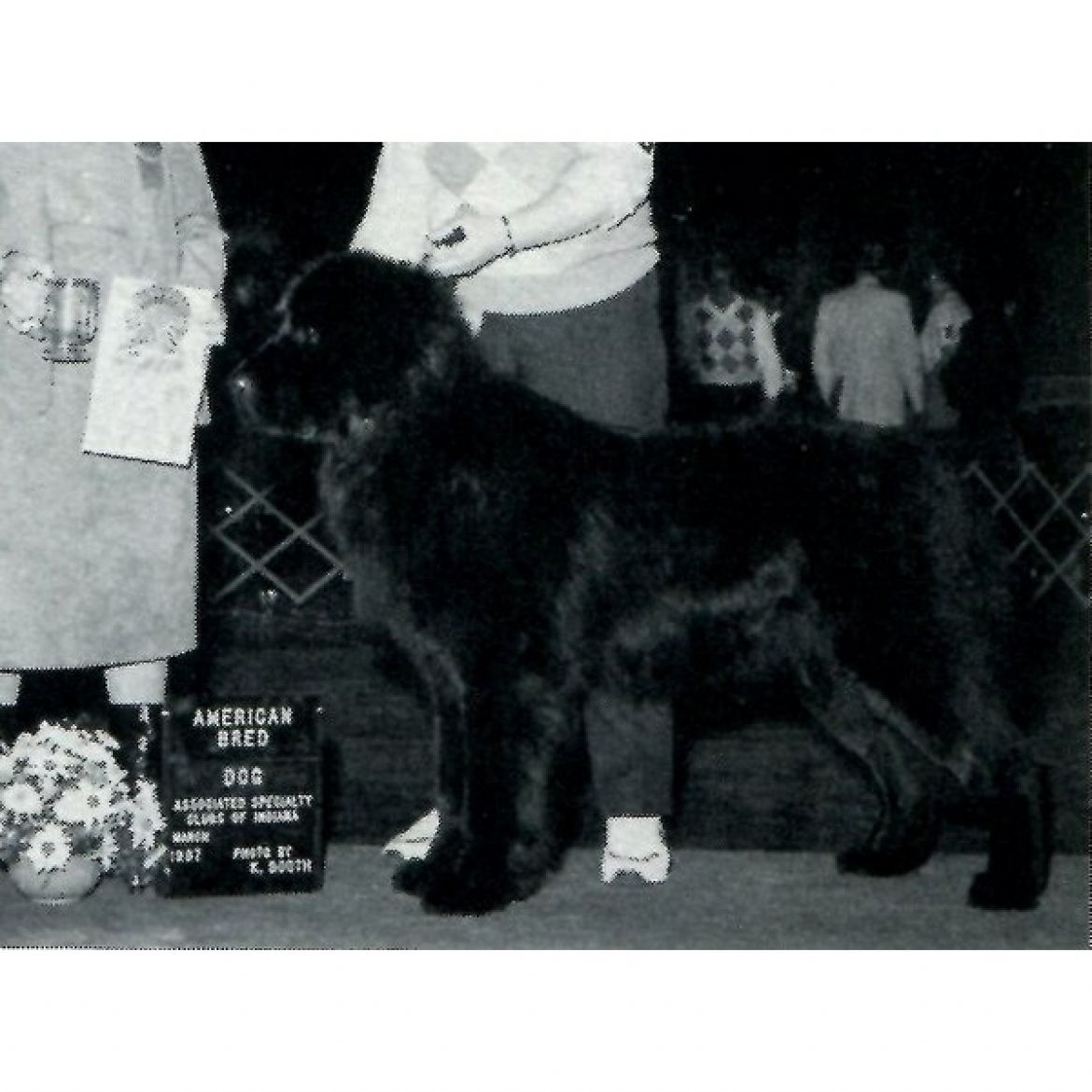 R Adrians Chocolate Chip (26-05-1985)